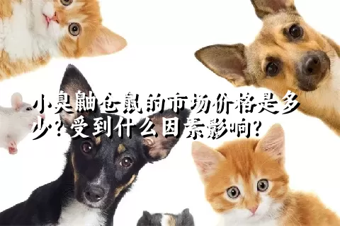 小臭鼬仓鼠的市场价格是多少？受到什么因素影响？