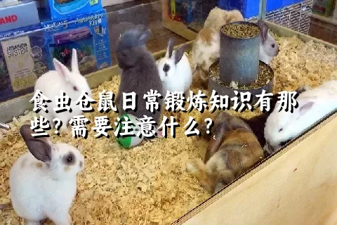 食虫仓鼠日常锻炼知识有那些？需要注意什么？