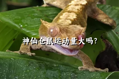 神仙仓鼠运动量大吗？