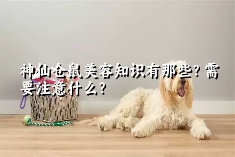 神仙仓鼠美容知识有那些？需要注意什么？