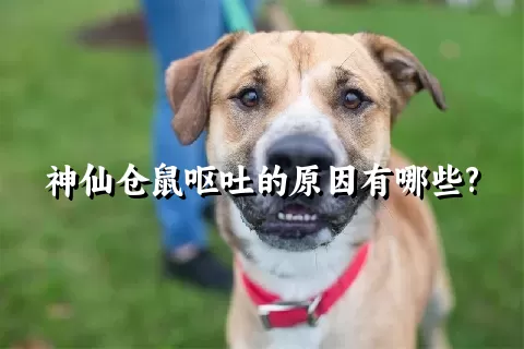 神仙仓鼠呕吐的原因有哪些?