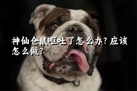 神仙仓鼠呕吐了怎么办？应该怎么做？