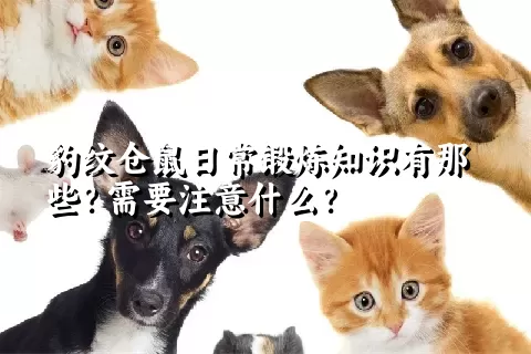 豹纹仓鼠日常锻炼知识有那些？需要注意什么？