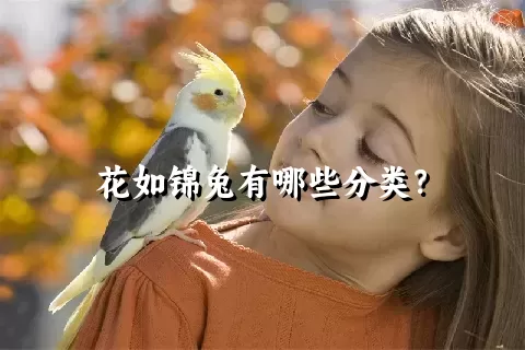 花如锦兔有哪些分类？