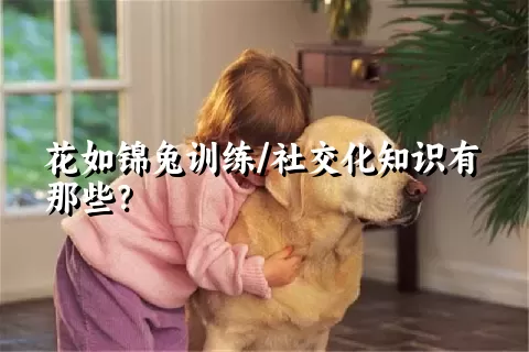 花如锦兔训练/社交化知识有那些？ 