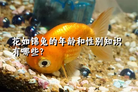 花如锦兔的年龄和性别知识有哪些？