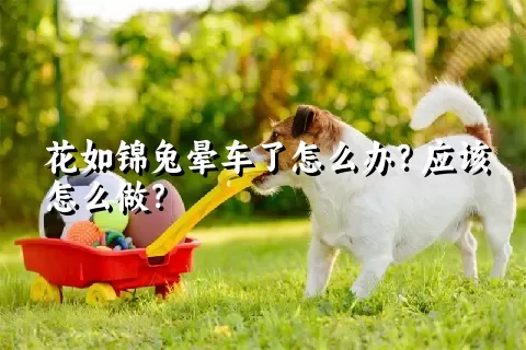 花如锦兔晕车了怎么办？应该怎么做？