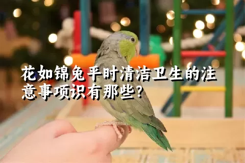 花如锦兔平时清洁卫生的注意事项识有那些？ 