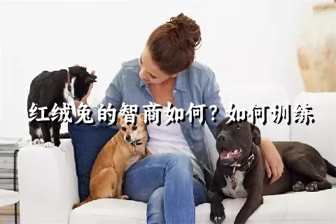 红绒兔的智商如何？如何训练