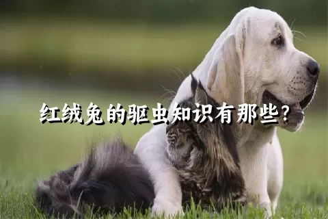 红绒兔的驱虫知识有那些？