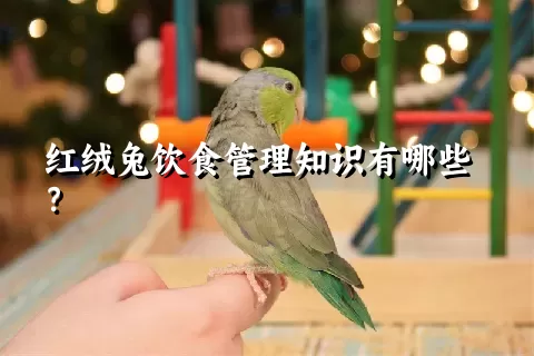 红绒兔饮食管理知识有哪些？ 