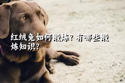 红绒兔如何锻炼？有哪些锻炼知识？