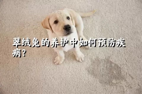 翠绒兔的养护中如何预防疾病？