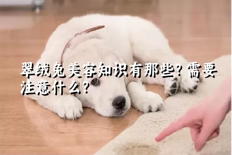 翠绒兔美容知识有那些？需要注意什么？