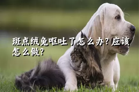 斑点绒兔呕吐了怎么办？应该怎么做？