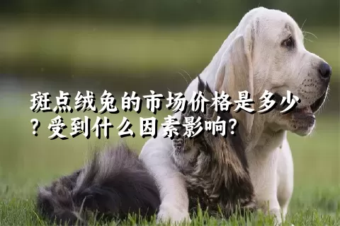 斑点绒兔的市场价格是多少？受到什么因素影响？