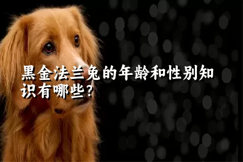 黑金法兰兔的年龄和性别知识有哪些？