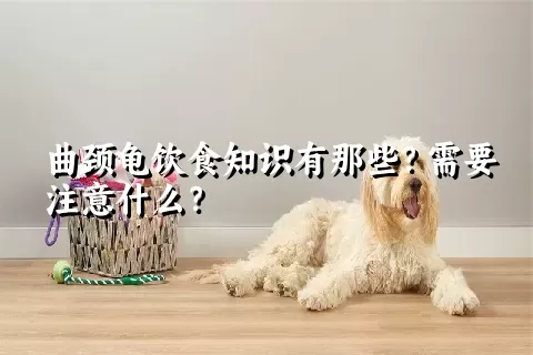 曲颈龟饮食知识有那些？需要注意什么？