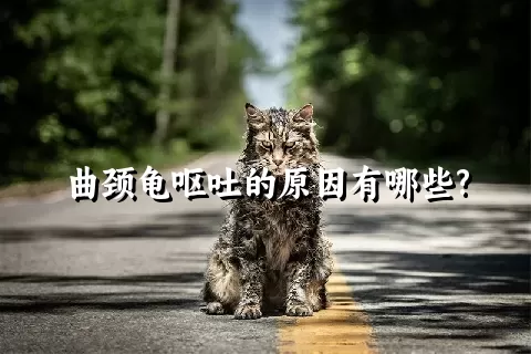 曲颈龟呕吐的原因有哪些?