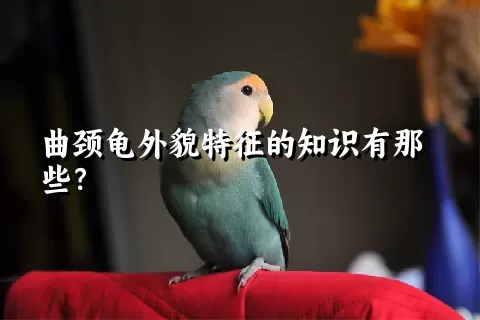 曲颈龟外貌特征的知识有那些？