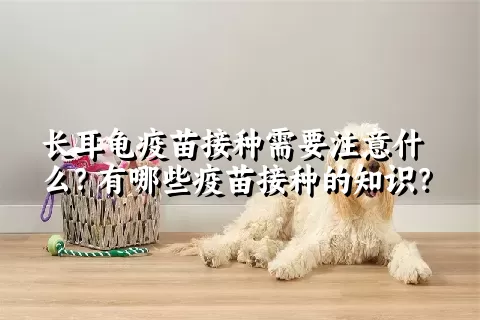 长耳龟疫苗接种需要注意什么？有哪些疫苗接种的知识？