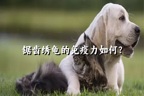 锯齿绣龟的免疫力如何？