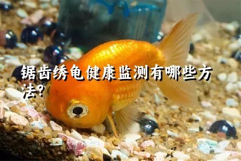 锯齿绣龟健康监测有哪些方法？