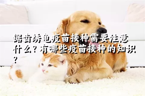 锯齿绣龟疫苗接种需要注意什么？有哪些疫苗接种的知识？