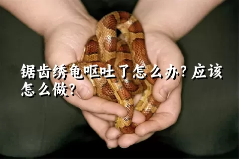 锯齿绣龟呕吐了怎么办？应该怎么做？