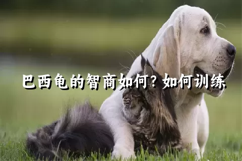 巴西龟的智商如何？如何训练