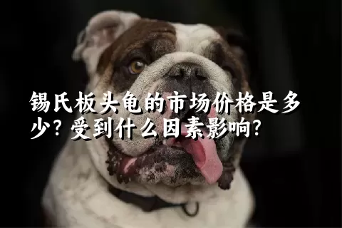 锡氏板头龟的市场价格是多少？受到什么因素影响？