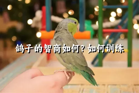 鸽子的智商如何？如何训练