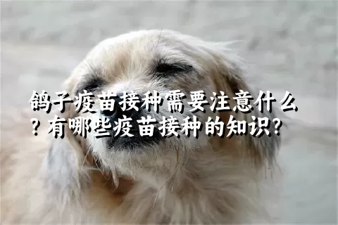 鸽子疫苗接种需要注意什么？有哪些疫苗接种的知识？