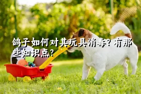 鸽子如何对其玩具消毒？有那些知识点？