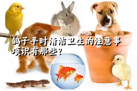 鸽子平时清洁卫生的注意事项识有那些？ 