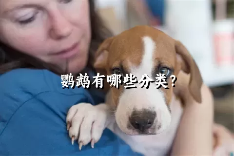 鹦鹉有哪些分类？