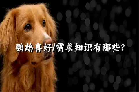 鹦鹉喜好/需求知识有那些？