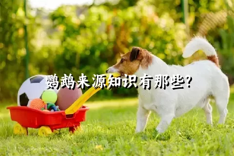 鹦鹉来源知识有那些?