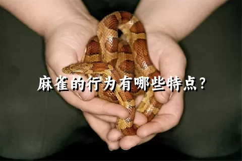 麻雀的行为有哪些特点？