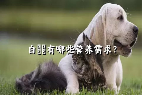 白鹡鸰有哪些营养需求？