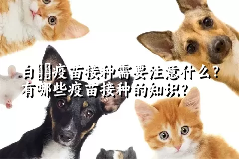 白鹡鸰疫苗接种需要注意什么？有哪些疫苗接种的知识？