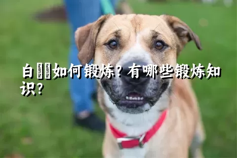 白鹡鸰如何锻炼？有哪些锻炼知识？