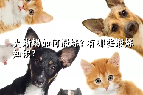 火蜥蜴如何锻炼？有哪些锻炼知识？