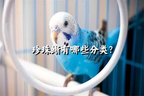 珍珠蜥有哪些分类？