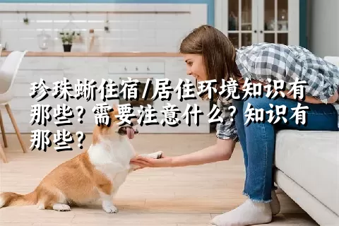 珍珠蜥住宿/居住环境知识有那些？需要注意什么？知识有那些？