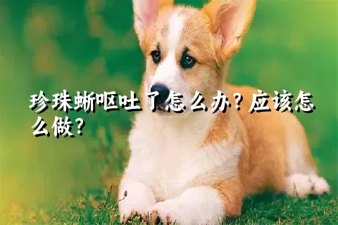 珍珠蜥呕吐了怎么办？应该怎么做？