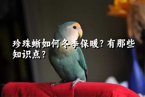 珍珠蜥如何冬季保暖？有那些知识点？