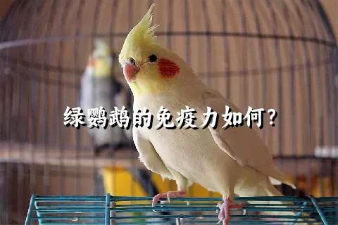 绿鹦鹉的免疫力如何？