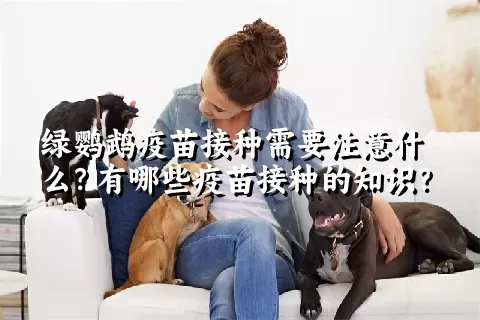 绿鹦鹉疫苗接种需要注意什么？有哪些疫苗接种的知识？