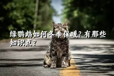 绿鹦鹉如何冬季保暖？有那些知识点？